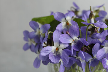 Fototapeta na wymiar Beautiful wood violets, closeup view. Spring flowers