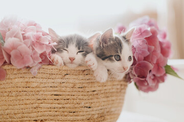 Fototapeta na wymiar Cute little kittens sleeping in basket with beautiful pink flowers. Two kitties napping in flowers