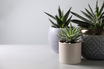 Beautiful potted houseplants on light background. Space for text