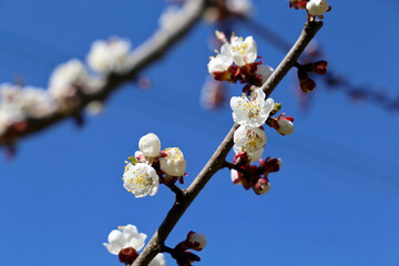 White apricot flowers on a tree branch on blue sky background. Spring garden in sunny day