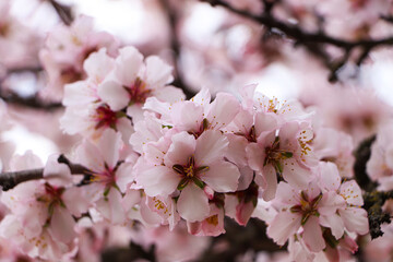 Naklejka premium Delicate spring pink cherry blossoms on tree outdoors, closeup