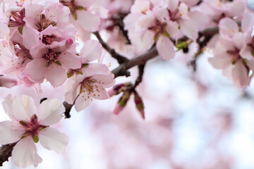 Fototapeta na wymiar Delicate spring pink cherry blossoms on tree outdoors, closeup