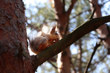 Cute red squirrel with nut on tree branch in forest