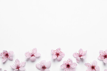 Beautiful pink cherry tree blossoms on white background, top view. Space for text