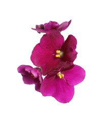Obraz premium Pink violet flowers isolated on white. Delicate house plant
