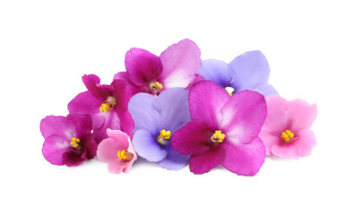 Fresh flowers of violet plant on white background