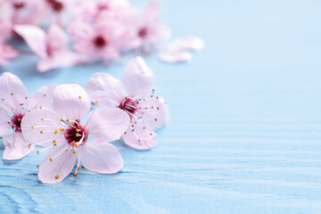 Beautiful sakura tree blossoms on light blue wooden background, closeup. Space for text