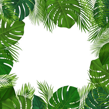 Summer tropical background with green palm leaves. Exotic botanical design with jungle plants for invitation, banner, poster. Vector illustration