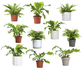 Fototapeta na wymiar Set with beautiful ferns in pots on white background