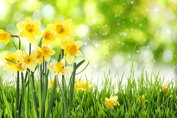 Beautiful blooming yellow daffodils outdoors on sunny day, space for text