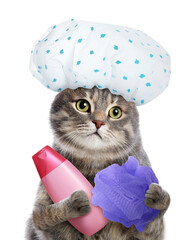 Cute funny cat with shower cap and different accessories for bathing on white background