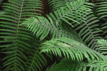 Green bush of fern in the forest.