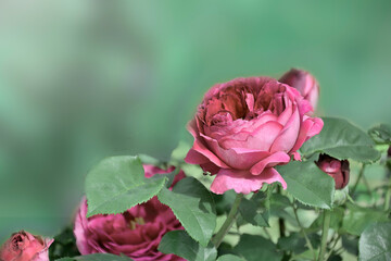 Soft blurred artistic floral background with delicate pink rose flower with green leaves in the garden close up. Floral festive greeting card with space for text to any holiday event. Selective focus
