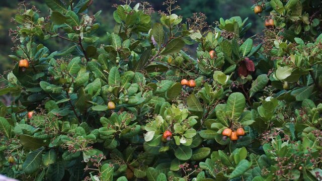 Close up shot of ripe cashew fruit with nuts growing on green cashew tree in Vietnam
