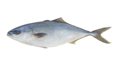 Fresh amberjack fish isolated on white background