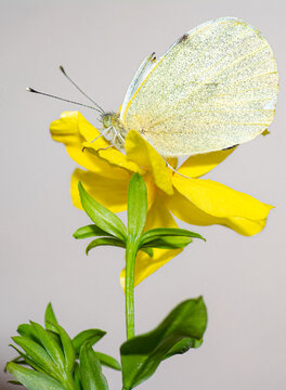 farfalla