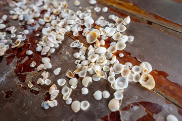 Small White Sea Shells on Old Wood Table