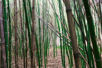 Bosque de bambú 