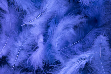 Feathers of delicate purple shades. Background, texture. Abstract and stylish background. Smooth lines and texture of feather, fluff