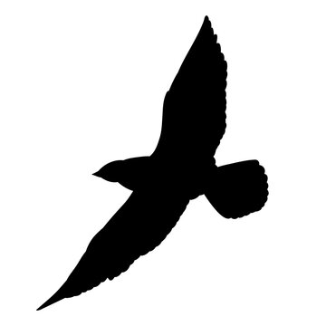 vector isolated black silhouette of a flying bird