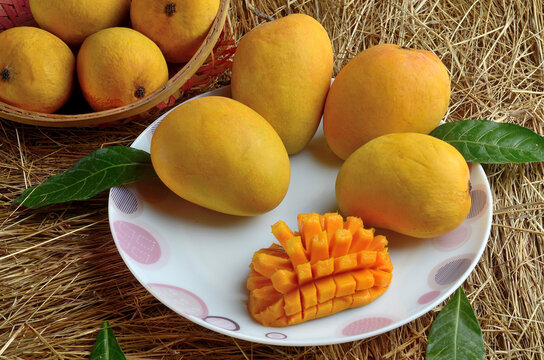 Indian Alphonso mango fruits in grass closeup