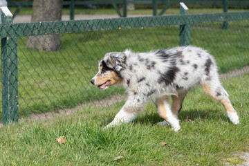 Australian Shepherd puppy is happy to explore the area on the farm. The tricolor dog is relaxed. Seen from the front