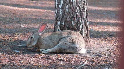 grey rabbit basking in the sun