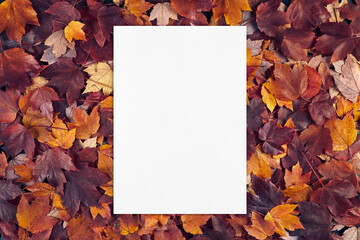 Naklejka na ściany i meble Autumn composition with empty white paper card, poster or flyer mockup template on red and orange fall leaves texture background. Seasonal stationery, blank invitation. Flat lay, top view, copy space