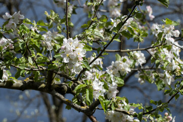 Apple tree blossom in spring. Netherlands. 