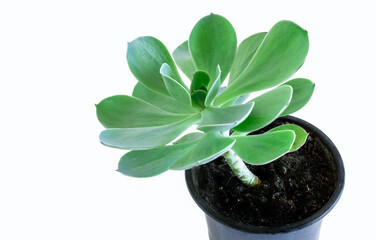 echeveria stone rose green blue tidewater white background