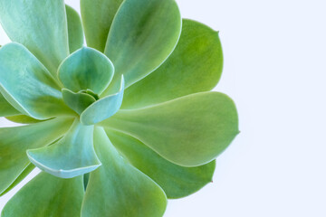 echeveria stone rose green blue tidewater white background