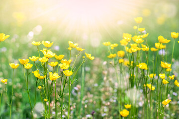 Yellow flowers on a background of summer meadows and sunbeams.