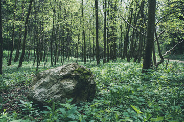 Stein im Wald