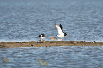 Two oystercatchers and a little redshank on a sandbank in the water