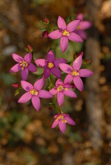 Centarium erythraea, centauro maggiore