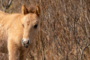 Head of a konik horse foal. The cute young animal looks straight into the camera. In the golden reeds © Dasya - Dasya