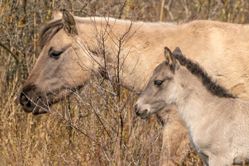 Mare and foal konik horses head in a nature reserve, they graze in the golden reeds © Dasya - Dasya