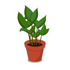 Home plant green isolated