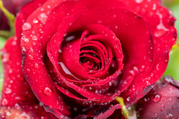 濡れた真っ赤な薔薇