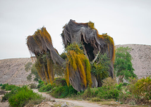 Parasitic Tree, Virie Area, Angola