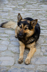 German Shepherd dog lies on the pavement 