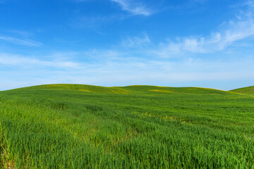 Beautiful green field with grass and blue sky.