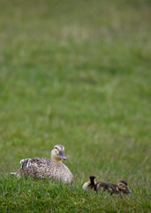 Mallard ducklings in springtime, North Yorkshire, United Kingdom