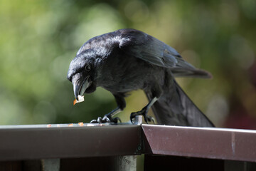 Crow picks a piece of meat on the terrace	