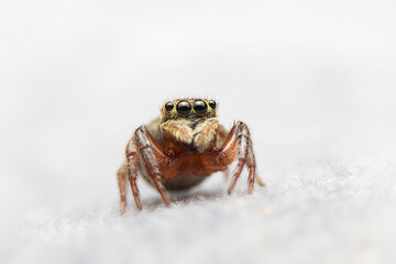 Jumping spider on fabric in the house. Home spider on sofa with white background.