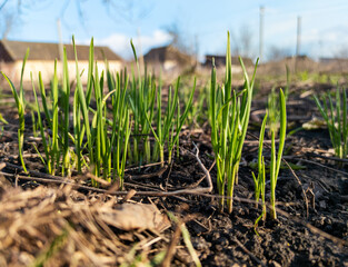 Young wheat sprouts on a sunny day