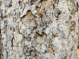 Closeup of banyan tree bark texture or background in daylight condition.