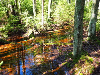 Snow melts in the spring forest