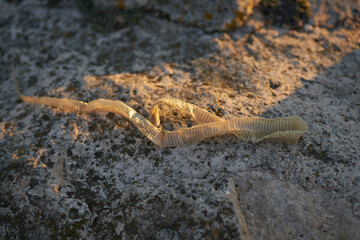 peeling skin of a snake on the sand in the mountains in nature