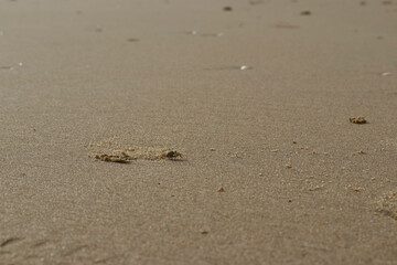 Beach sand and crab